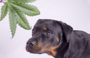 Private labeling hemp pet products